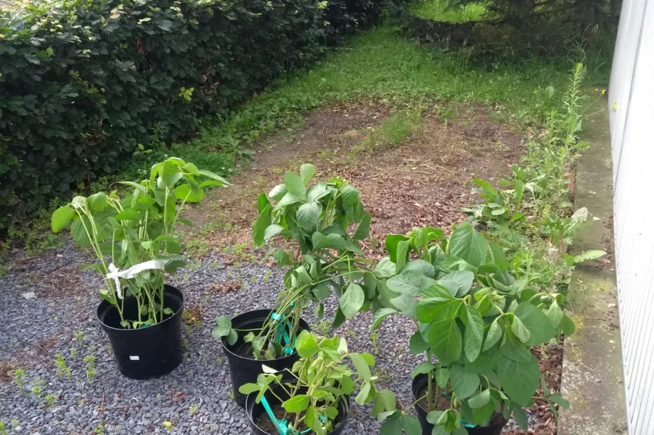De eerste soja planten