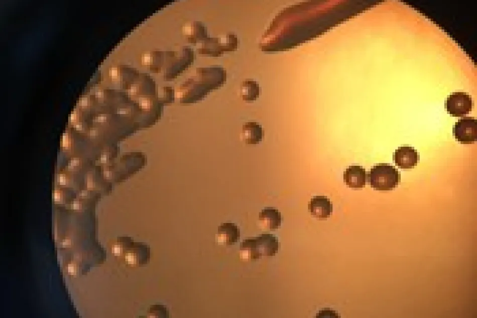 Rhizobium identificatie