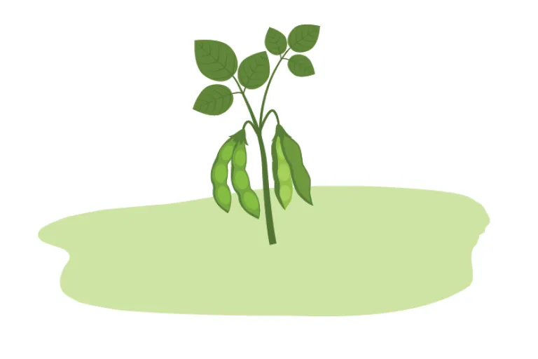 Soja plant