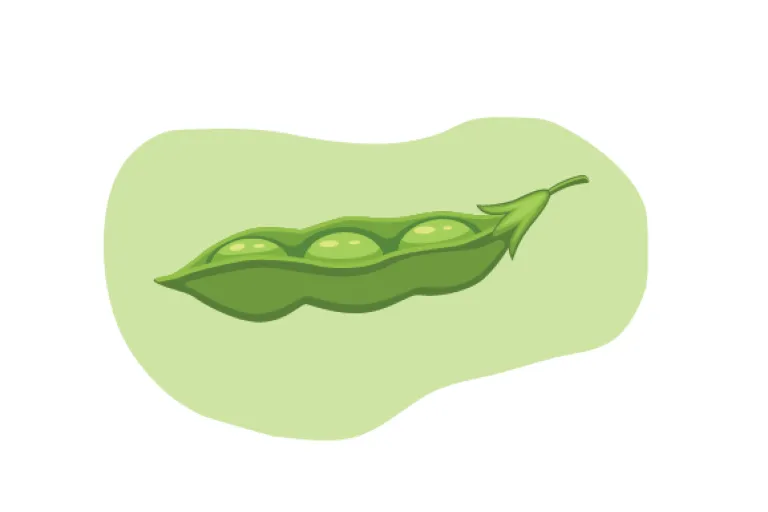 Sojaboon