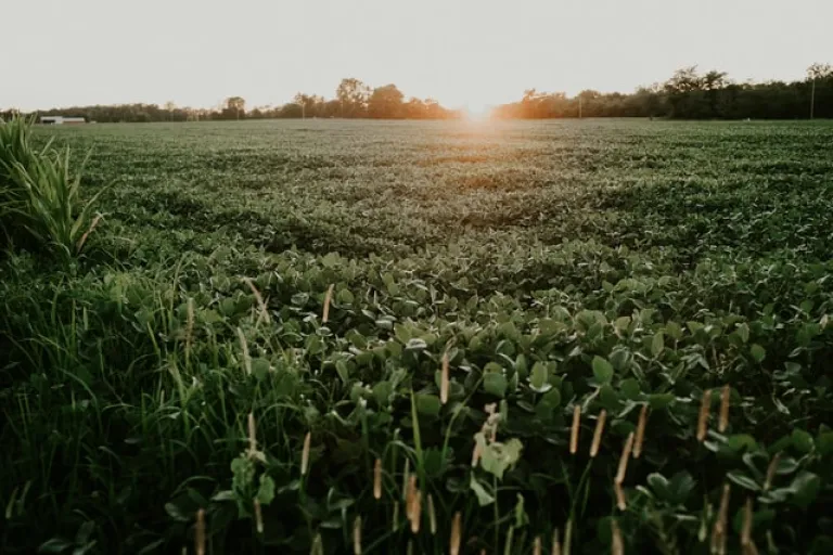 field