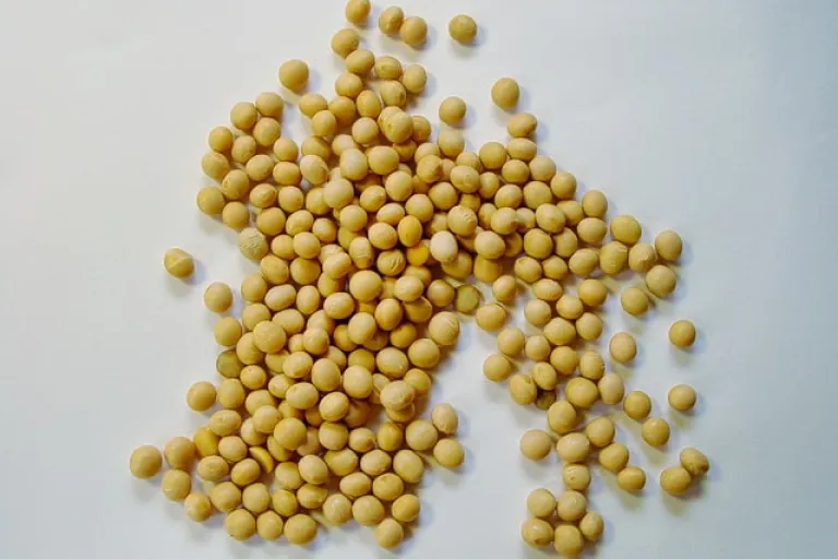 soybeans