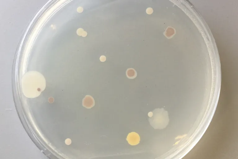 Bacterien
