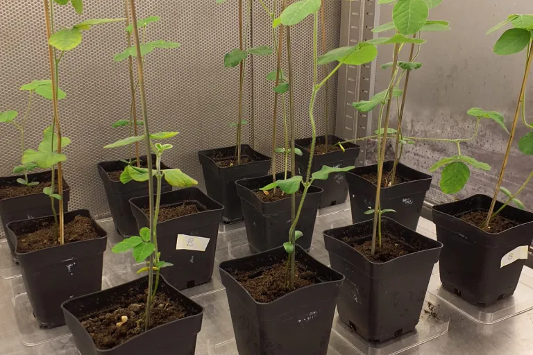 Planten opzetten