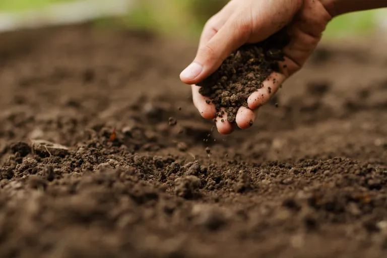 Image of hand picking up soil