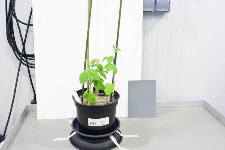 Foto's om de planten op te volgen