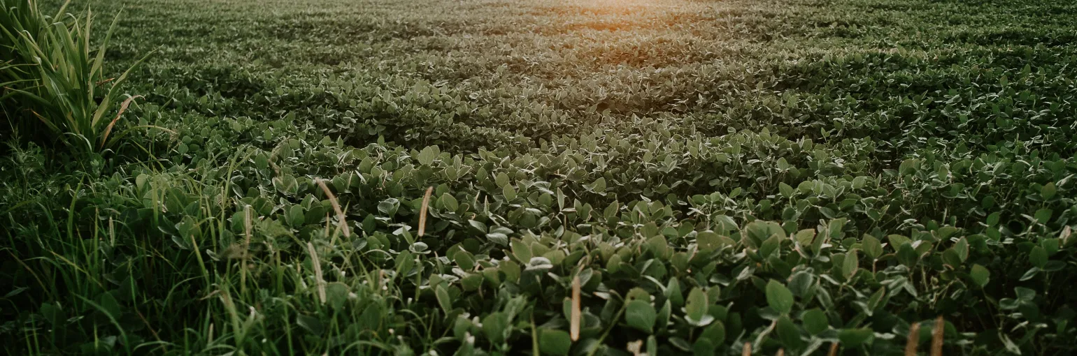soy field
