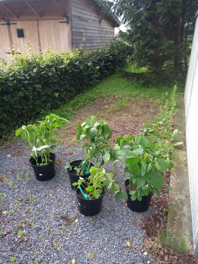 De eerste soja planten