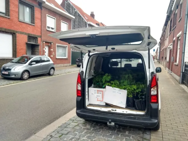 Ophaling planten