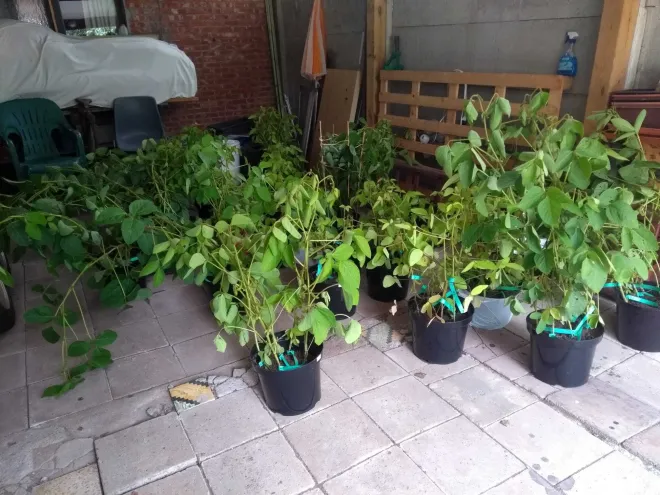 Ophaling planten