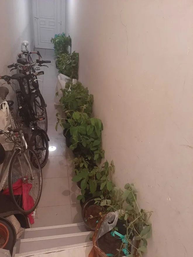 Ophaling planten