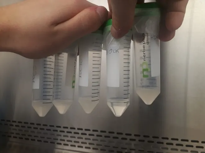 Vloeibare bacterie cultuur van 5 ml