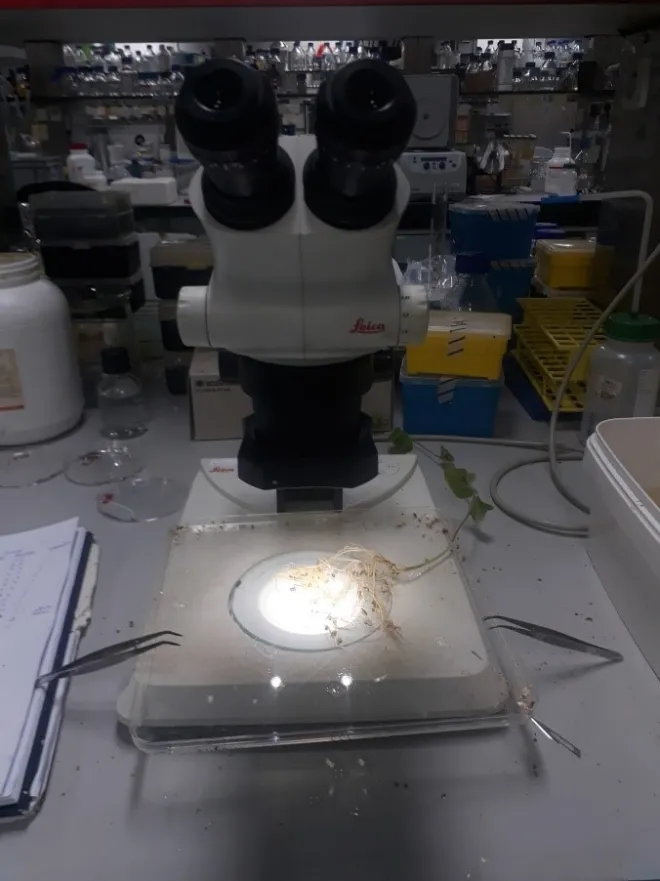 Microscoop waarmee we wortelknolletjes bekijken