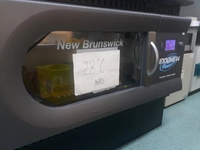28°C incubator 