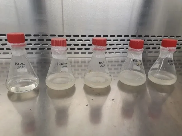 Optimaal gegroeide vloeibare bacterie cultuur