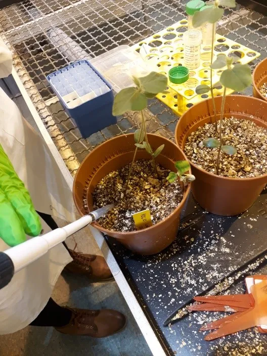 Toevoeging bacterie aan de wortel van de sojaplant