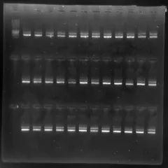 Vermeerderde stukjes DNA lichten op